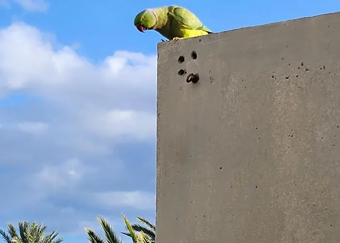 Casa De Mariposas Costa Del Silencio